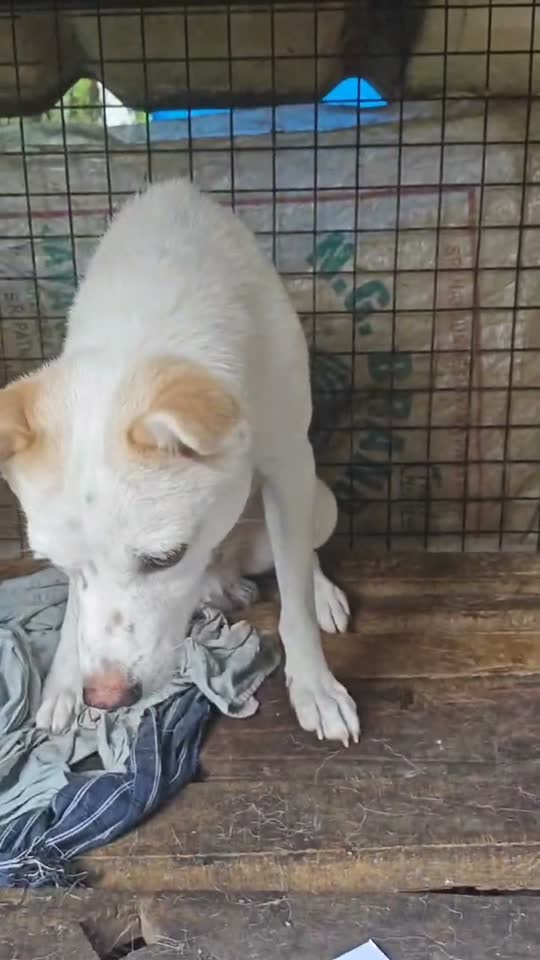Proof: gave a dog a treat